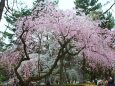 桜の京都御所