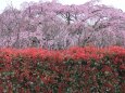 公園に咲く桜