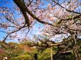 桜の平安神宮