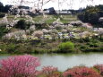 花咲く春のキャンプ地