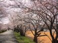 伊勢宮川堤桜