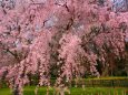 桜の京都御所