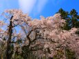 桜の醍醐寺