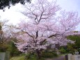 満開の桜