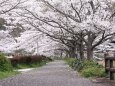 美術館の桜並木