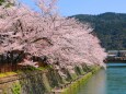 桜の岡崎疎水