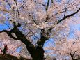 桜の蹴上インクライン