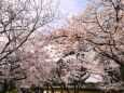 桜の醍醐寺