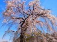 桜の醍醐寺