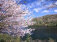 ダムの湖畔に咲く桜