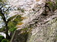 城壁に咲く桜