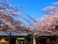 桜の京都