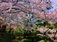 桜の知恩院