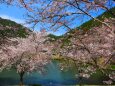 桜の下北山村