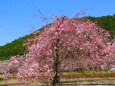 桜の下北山村
