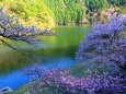 桜とダム