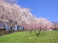 桜と桃畑