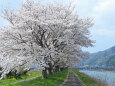 桜 サクラ20 山里の桜並木