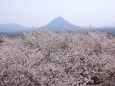 桜の海