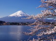 河口湖畔の桜