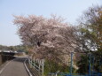 川淵の桜