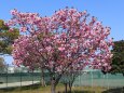 公園に咲く八重桜