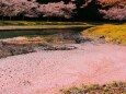川の中に咲く桜