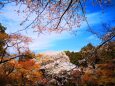 桜の醍醐寺