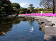 芝桜咲く鯉の池