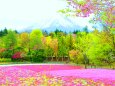 本栖湖芝桜と富士山