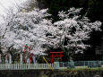 久々利川の桜