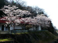 久々利川の桜