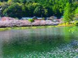 桜の下北山村