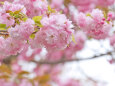 八重桜