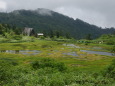 夏の湿原