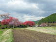 山里の春