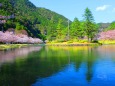 桜の下北山村