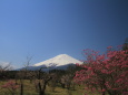 富士山&ミツバツツジ