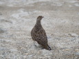 弓折岳のチビ雷鳥