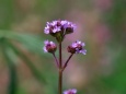 野の花