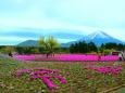 本栖湖芝桜と富士山