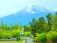 新緑と富士山