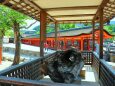 新緑の厳島神社