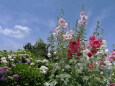 初夏の風景 立葵と紫陽花