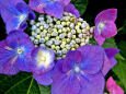 紫陽花～2020～6