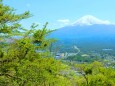 新緑と富士山