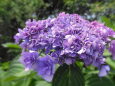八重紫陽花