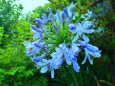 雨にぬれる初夏の花