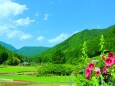 初夏の里山