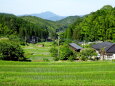 山間の棚田と点在する家